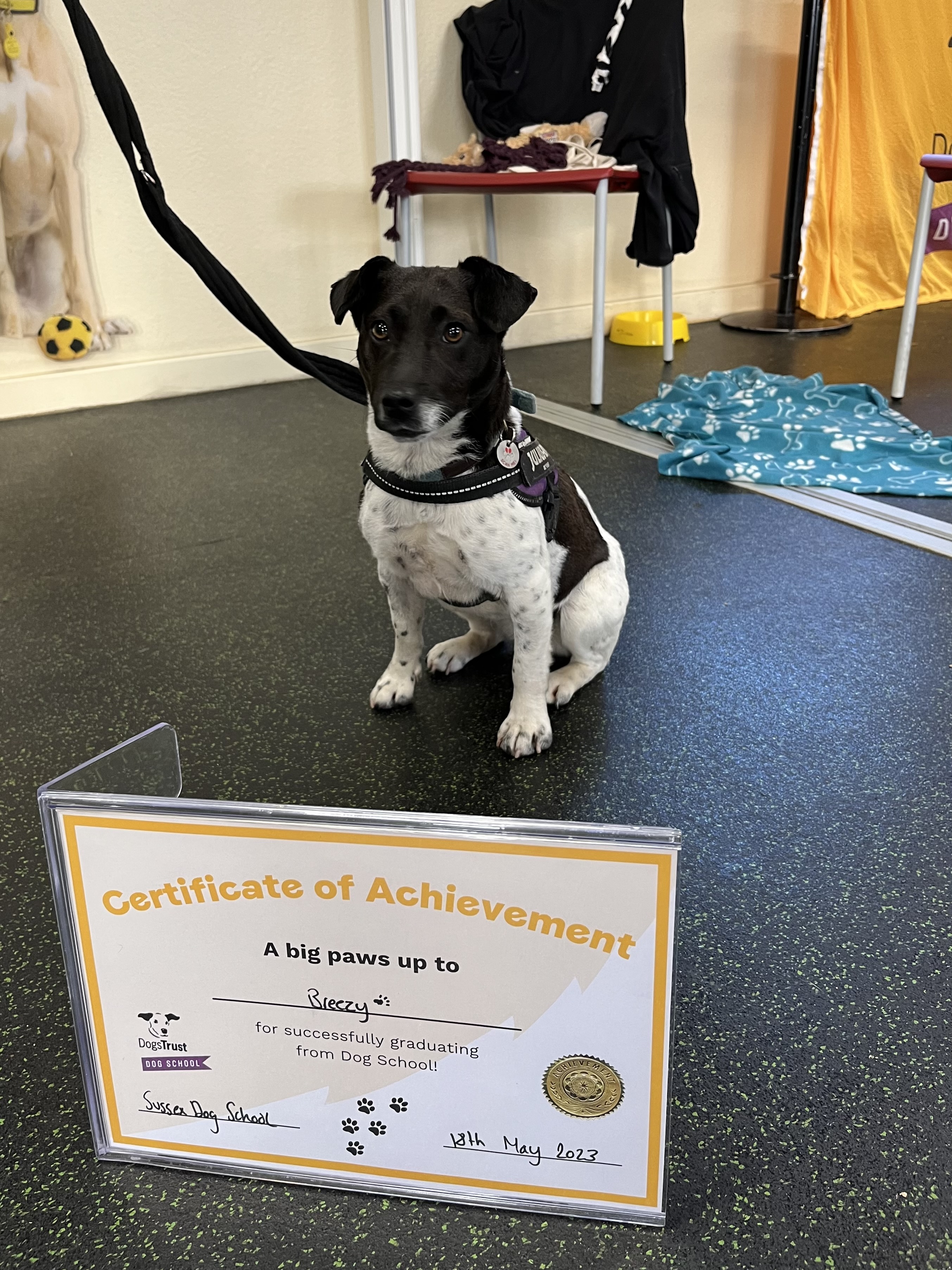 I’ve graduated from dog school 👩‍🎓