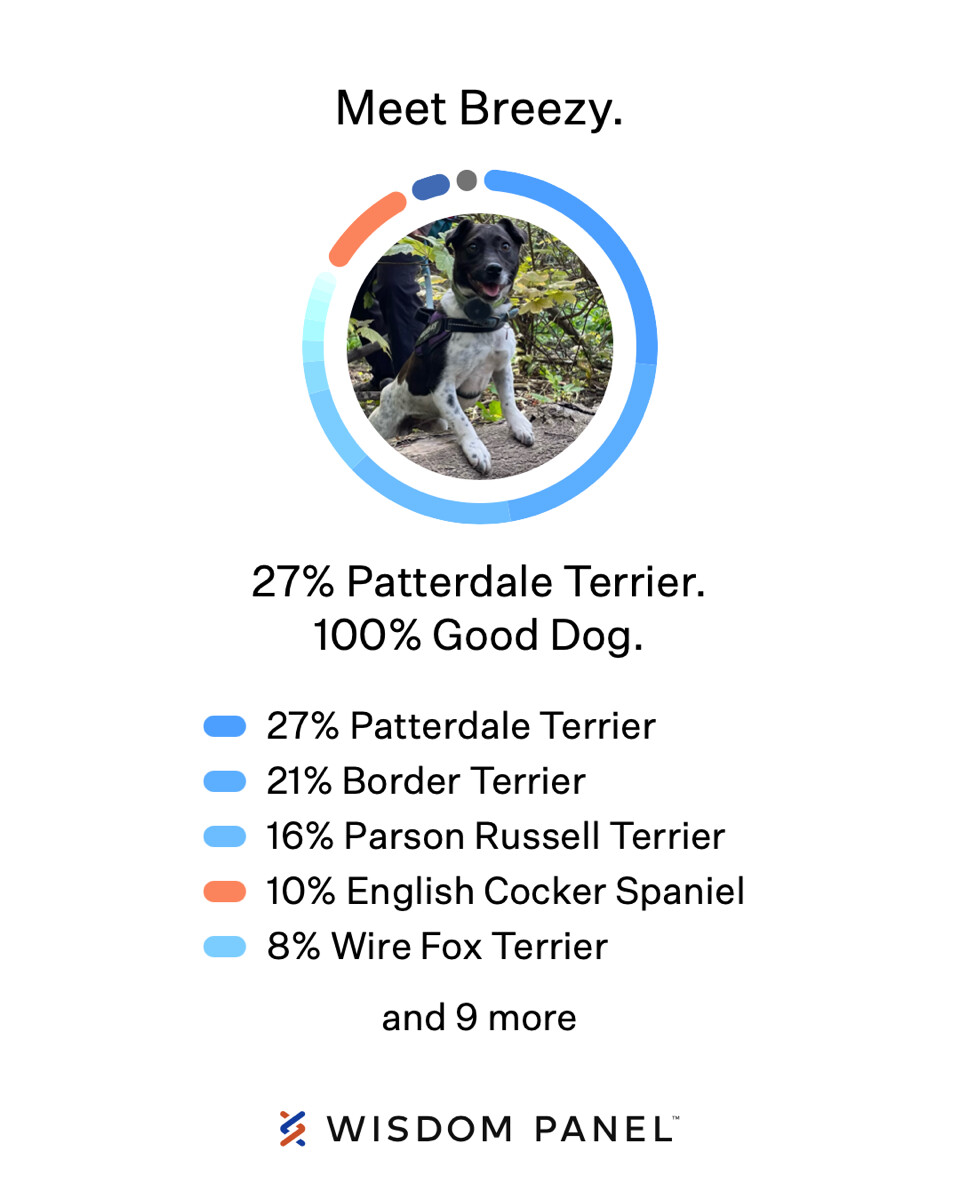 Official: I am mostly terrier (plus one breed that will shock you!)