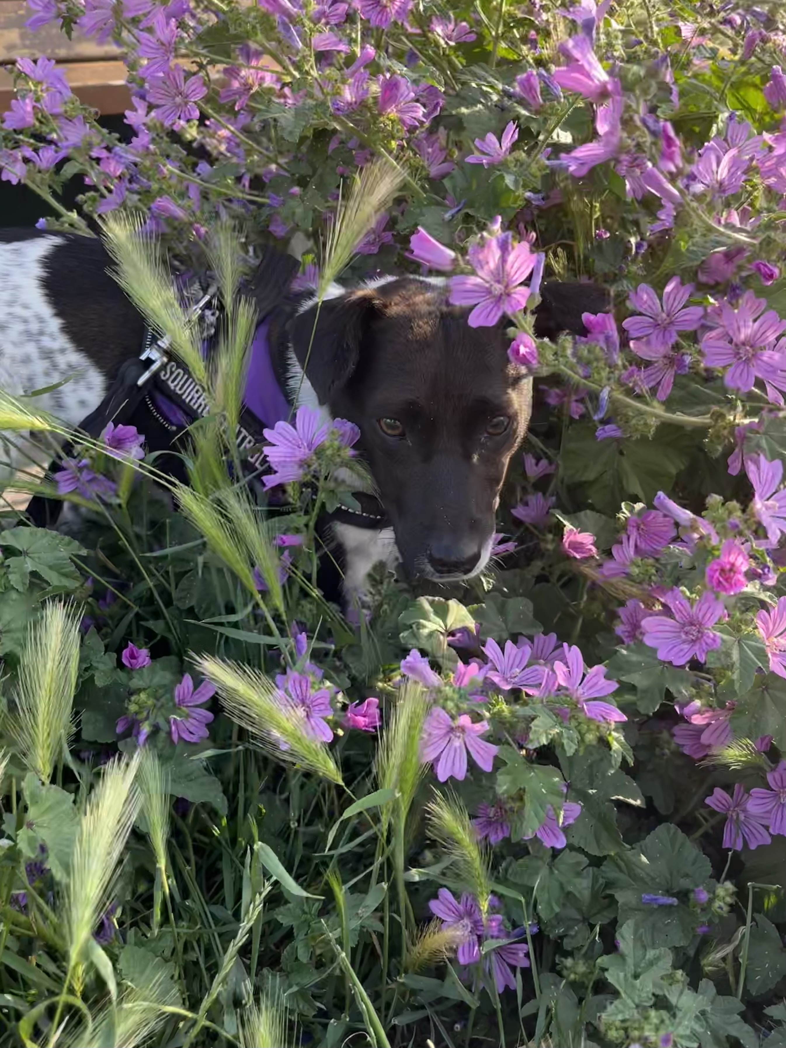 Purple pup