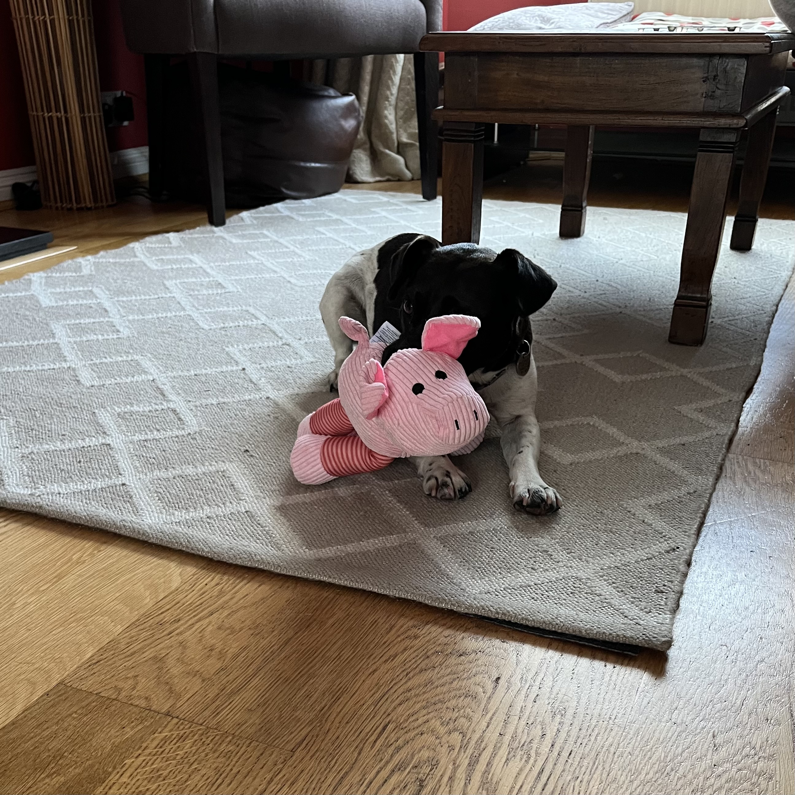 I’ve got a new toy… a squeaky pig 🐽