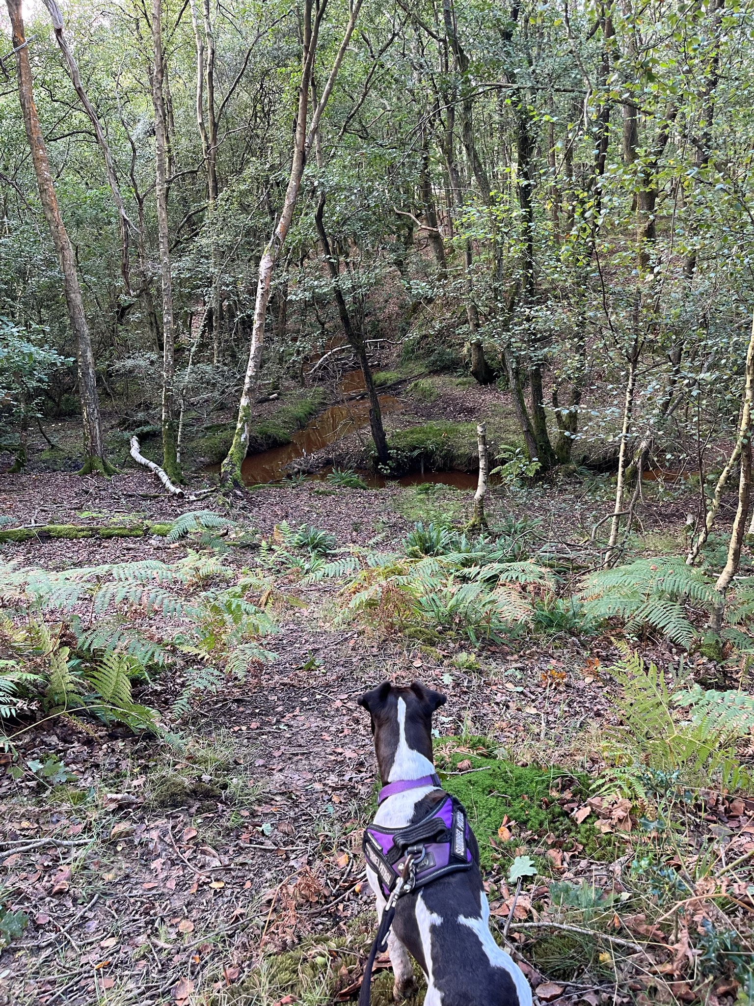 My first trip to Ashdown Forest