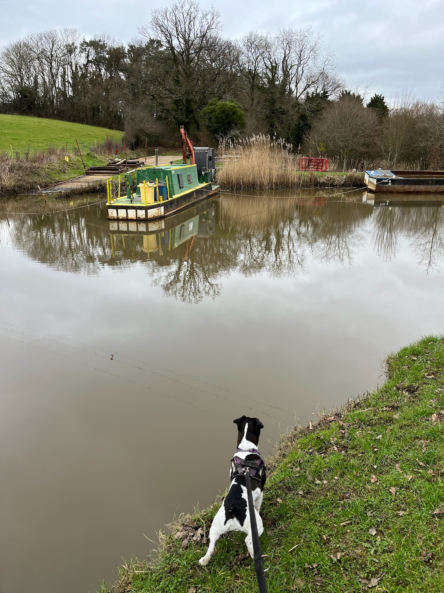 Looking for ducks at the Wey and Arun canal around Loxwood