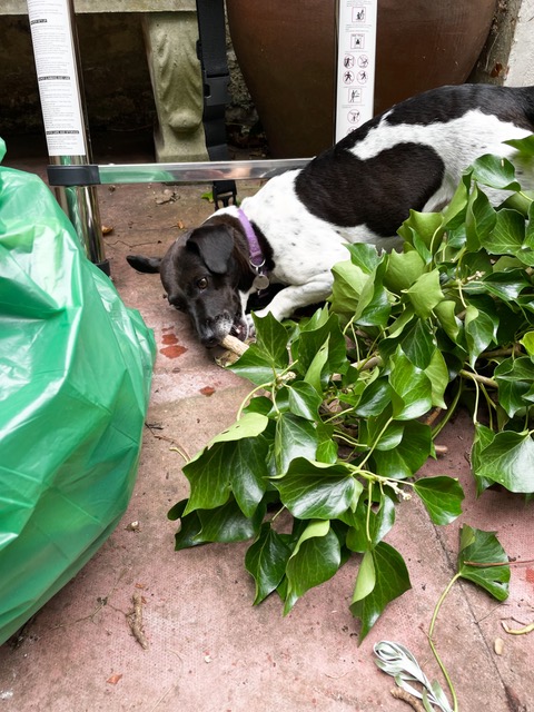 Helping in the garden