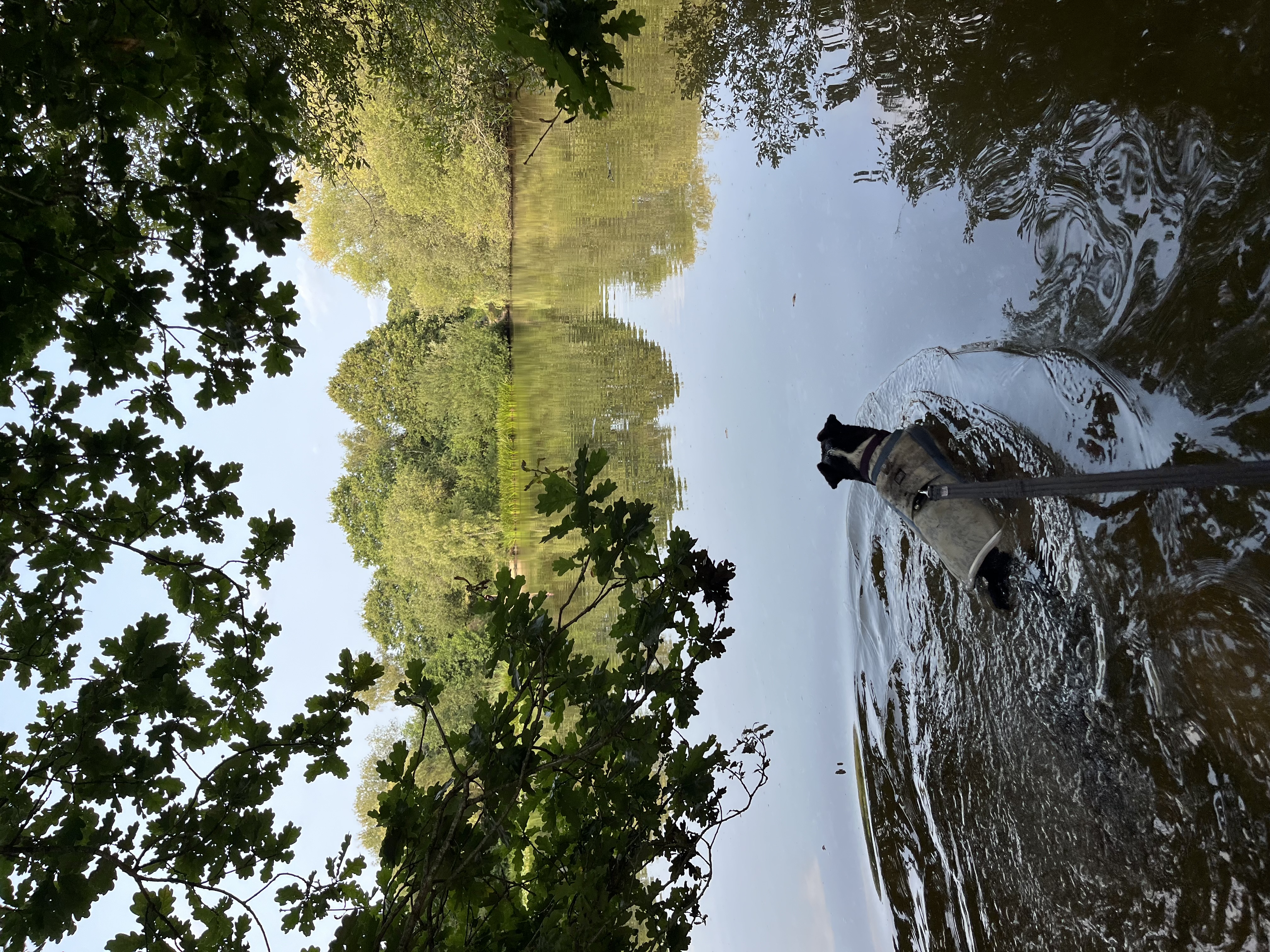 Cooling off in the water at Ditchling Common