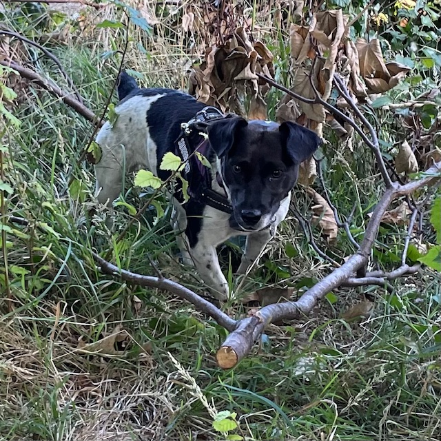 Doing serious stalking of a branch