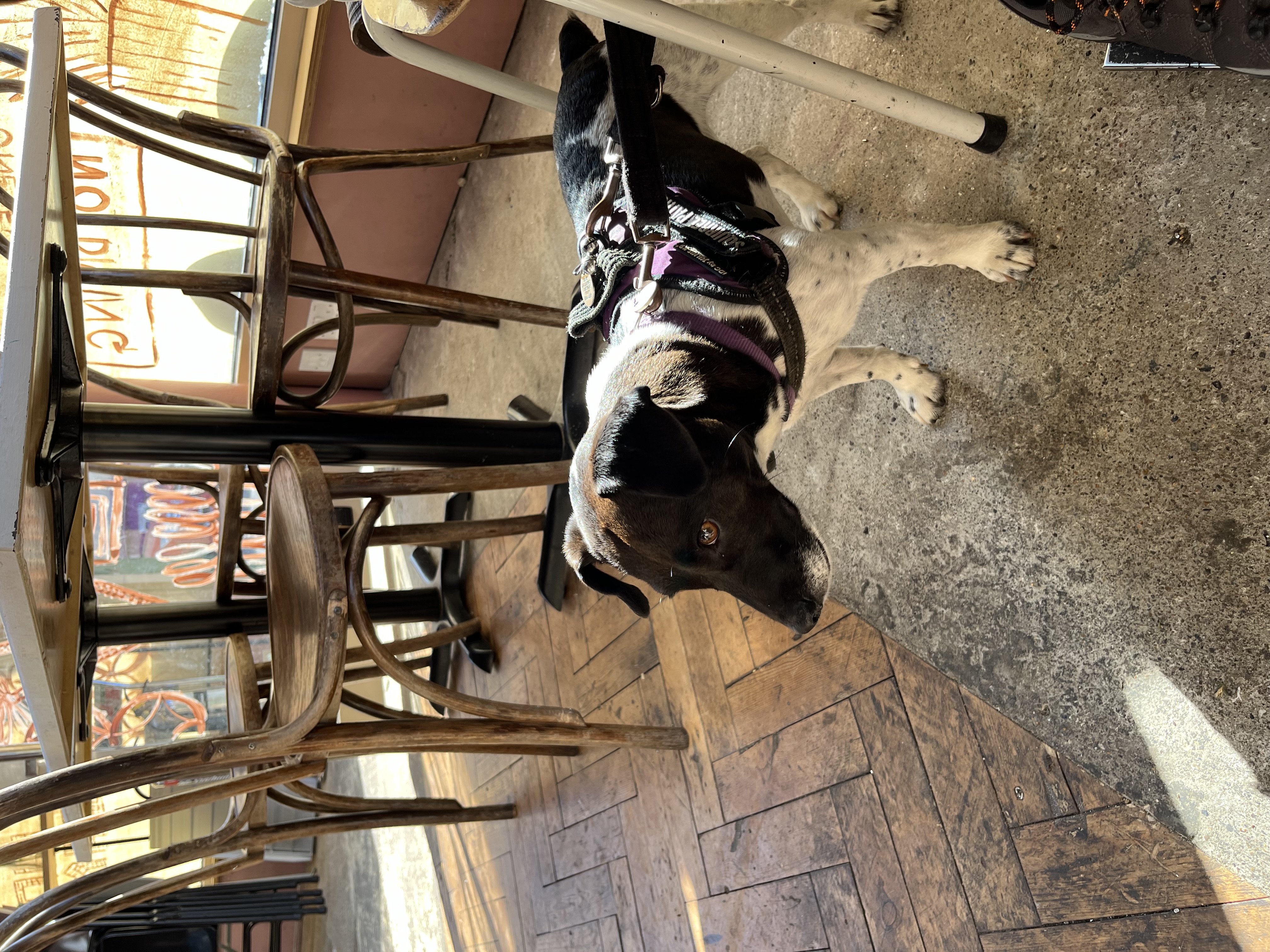 The humans had breakfast at The Good Egg in Cliftonville today