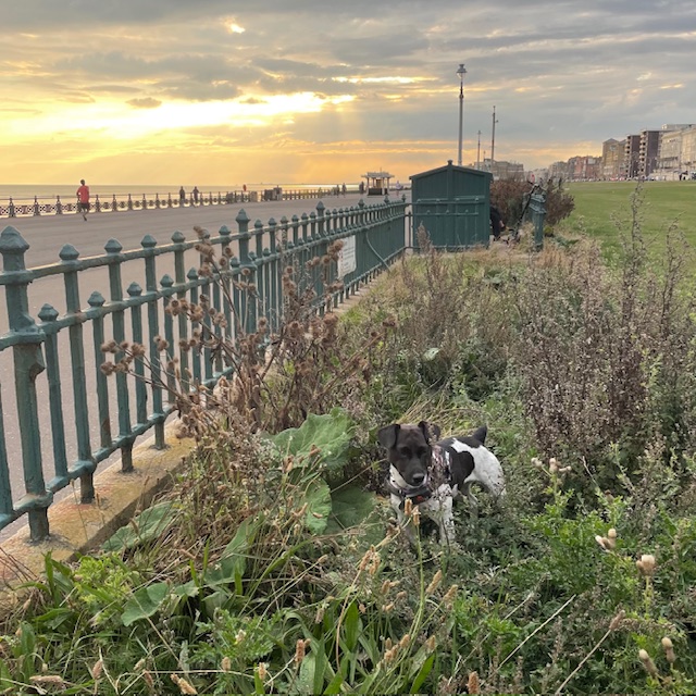 Evening sniff around Hove Lawns