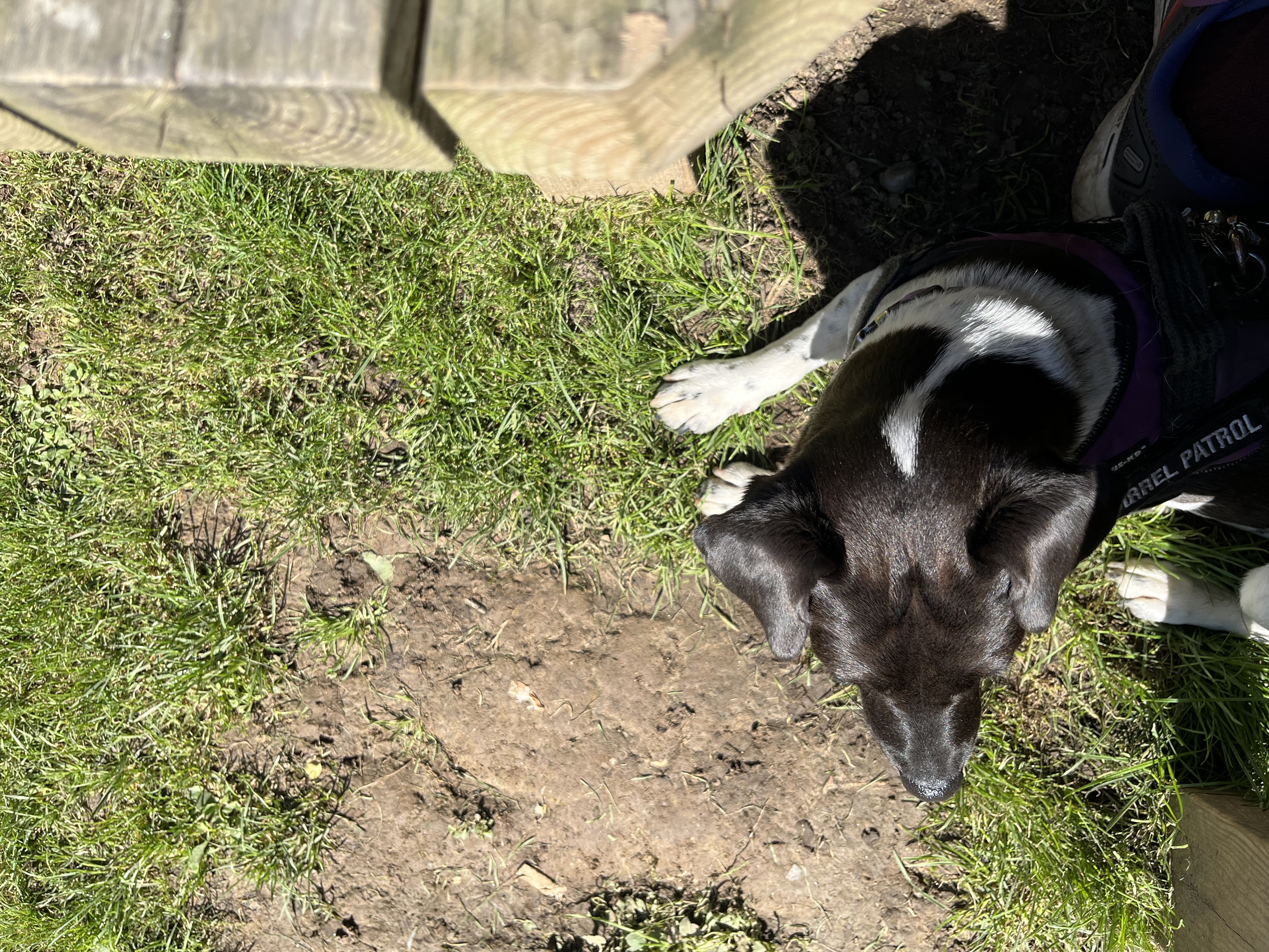 After a walk in Friston Forest I chilled out at the Plough and Harrow, Litlington while my humans ate lunch