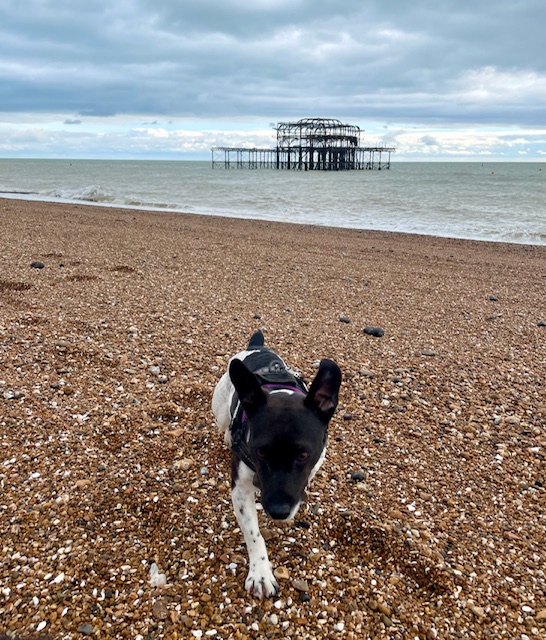 Hooray! The beach is open to dogs again!