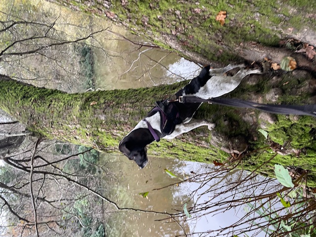 On lookout for ducks at Sheffield Park