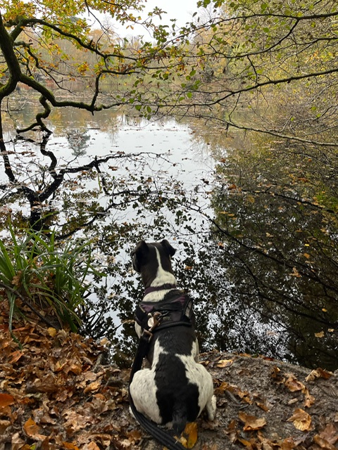 At Lake Wood. Mostly lake.