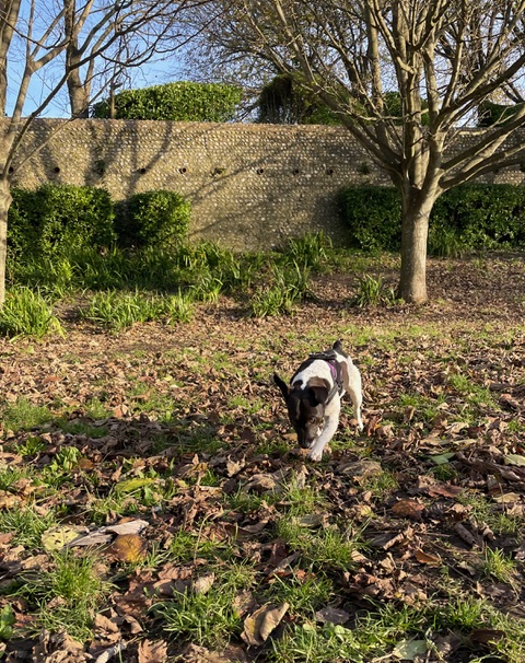 Checking all the leaves