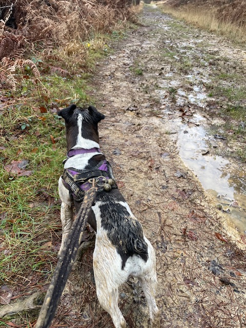 A good muddy walk