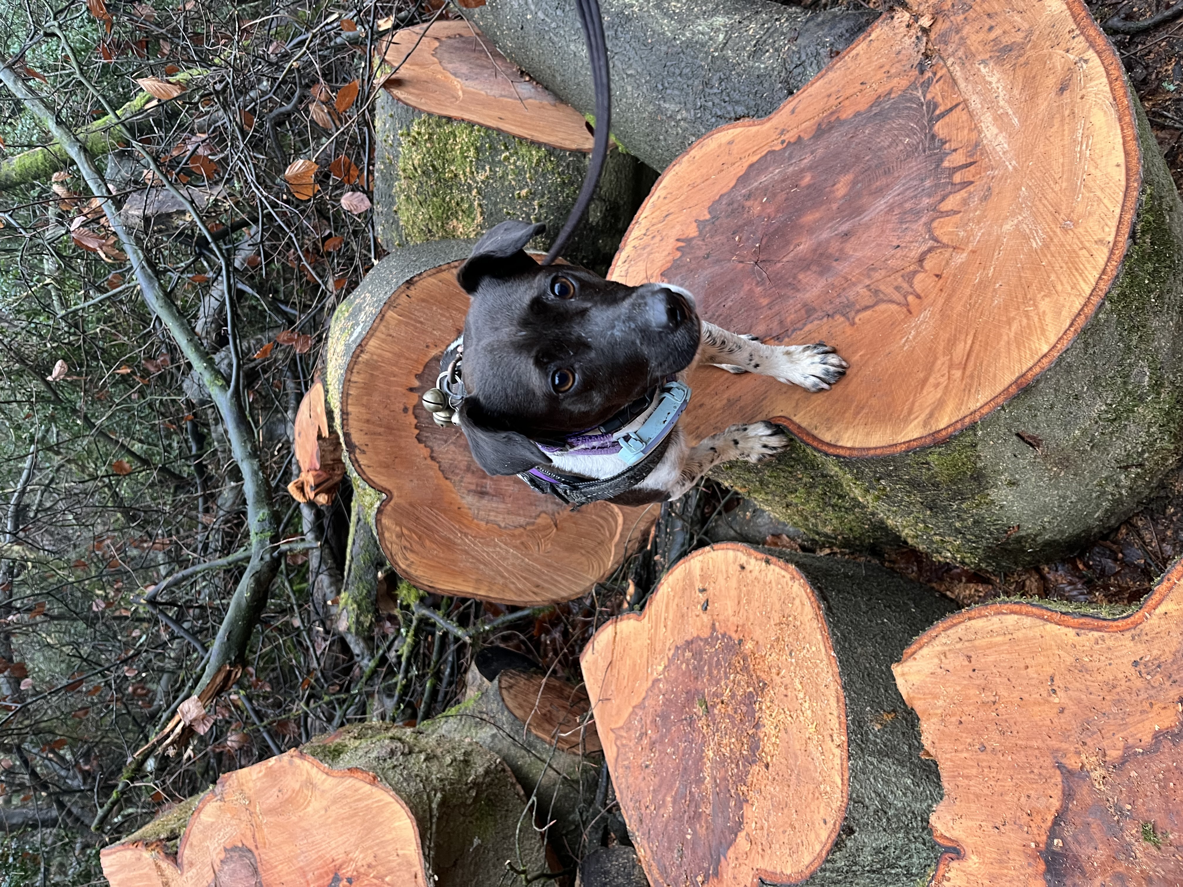 I’m on a log