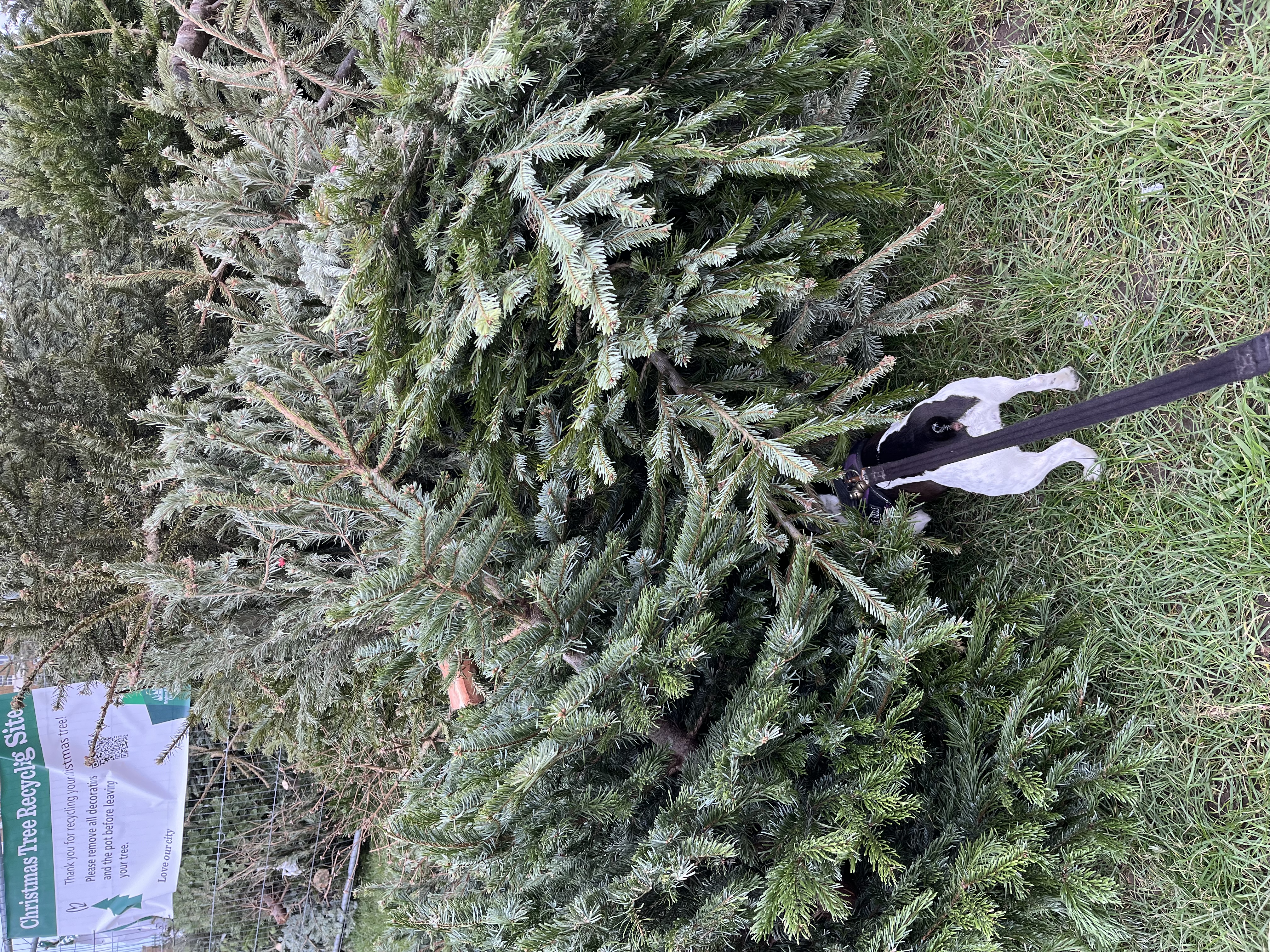 Oooh these Christmas trees are fun to sniff around