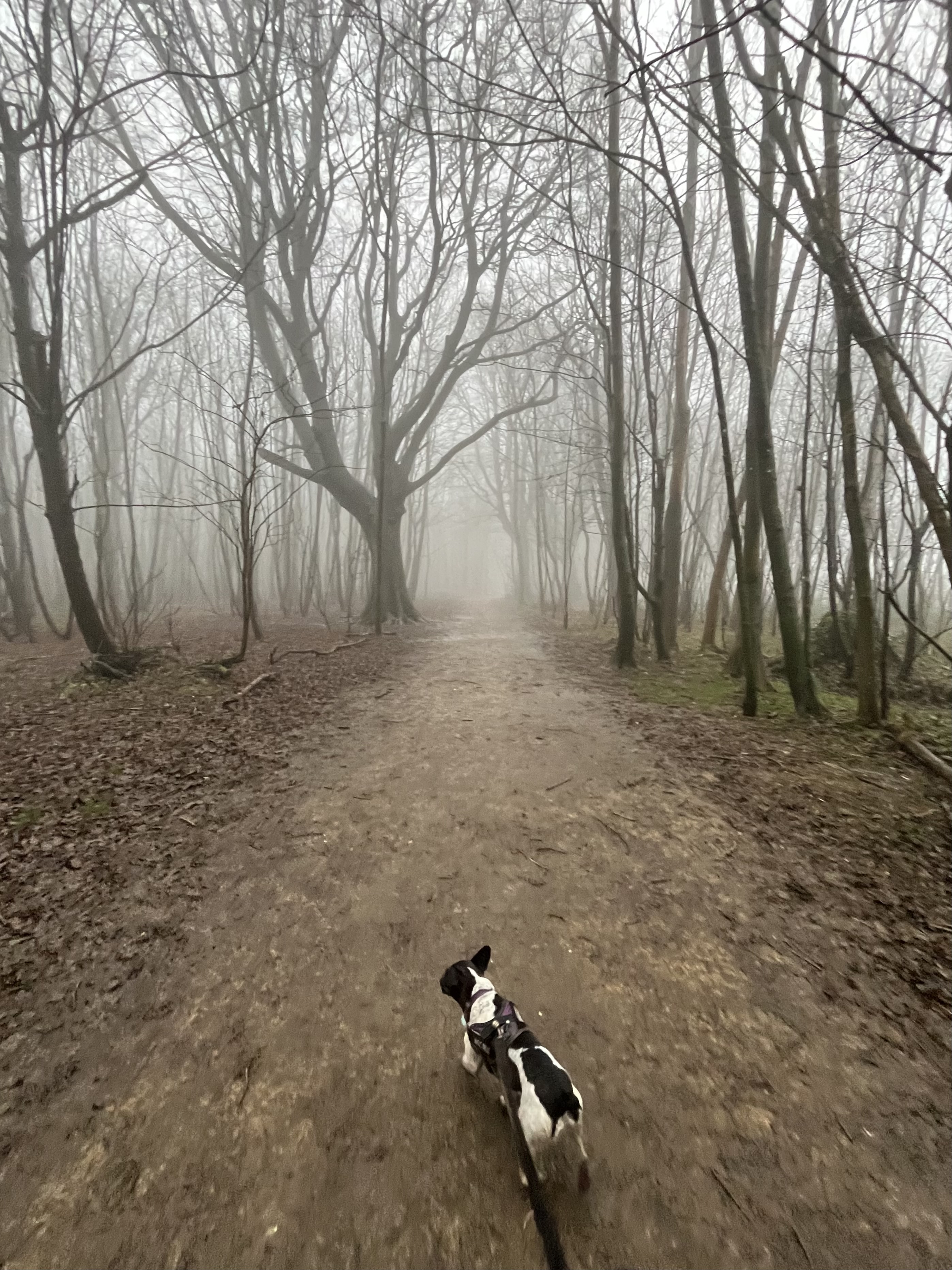 Leading the humans into the mist