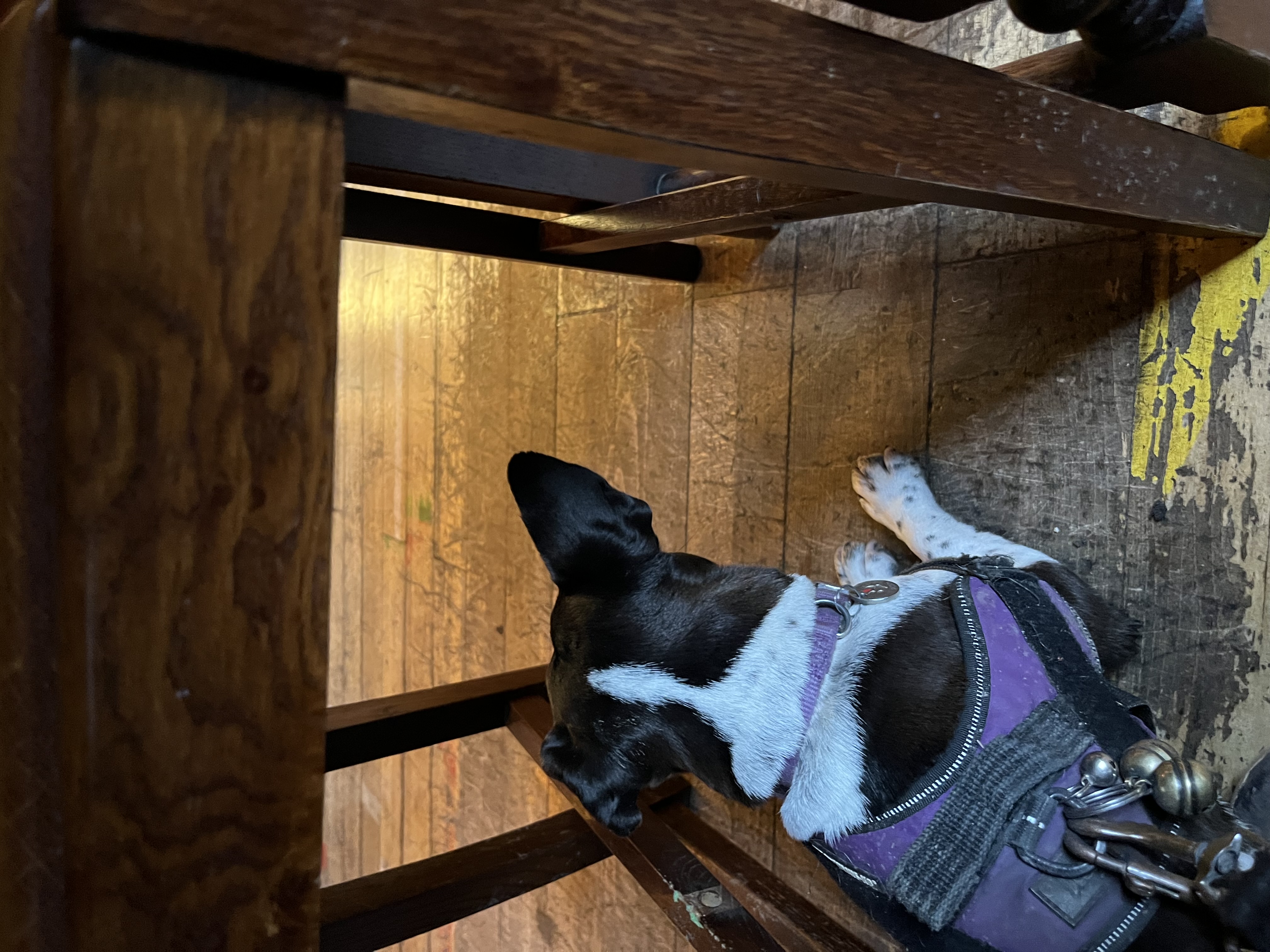 Being a good girl while the female human had lunch in the Fuego Lounge in Lewes