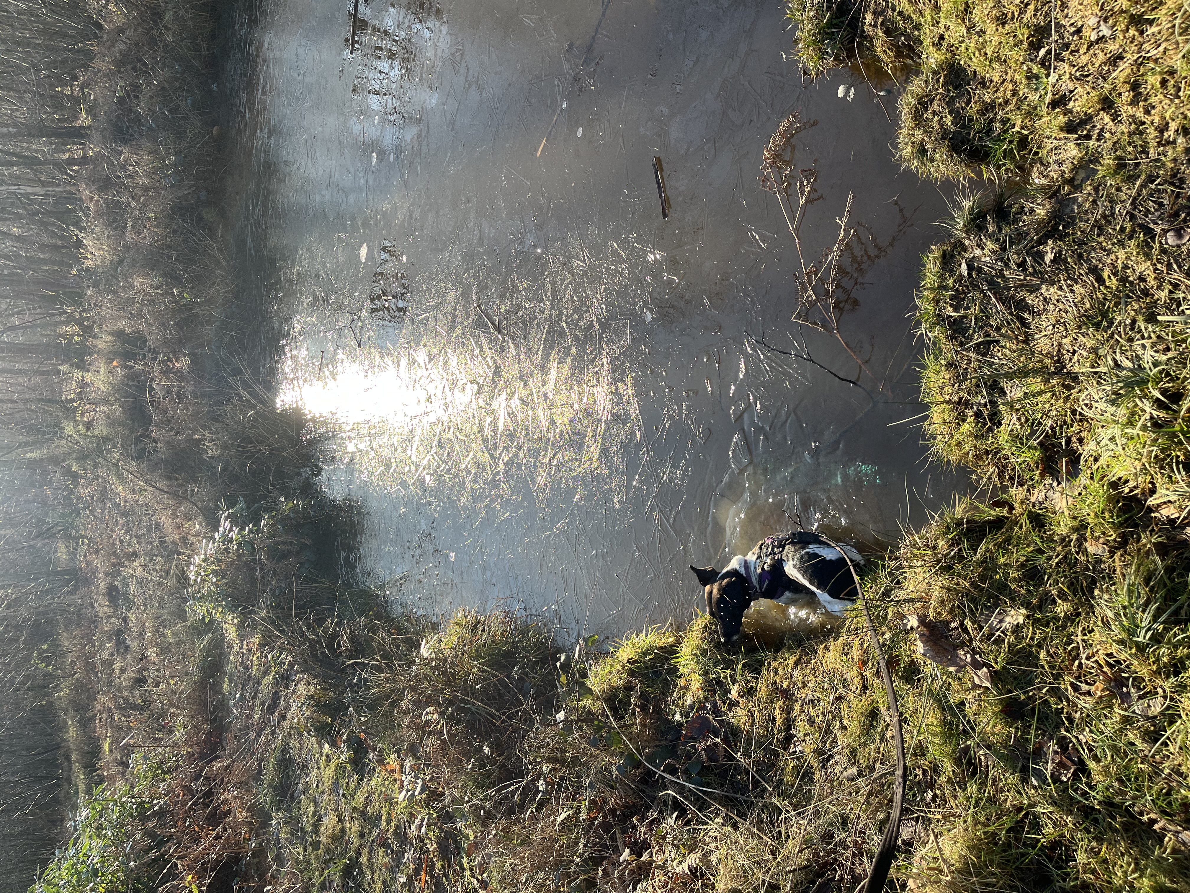 Taking a closer look at an ice covered pond