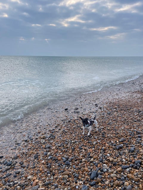 On the beach and in the sea