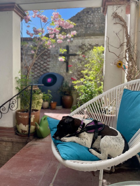 Napping on a human’s chair