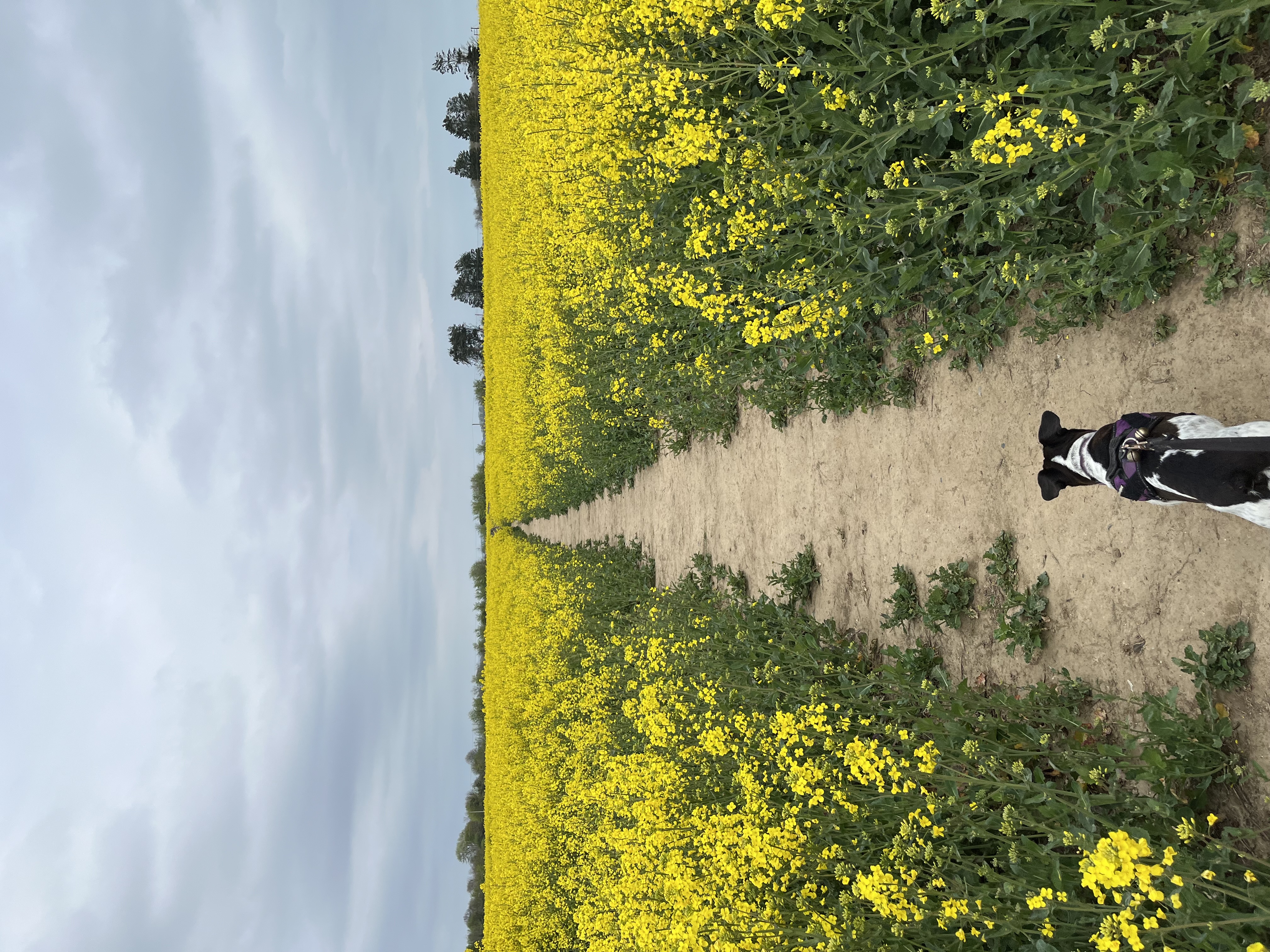 Leading my humans through the yellow