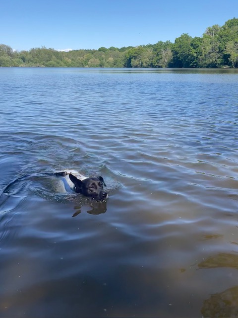 Just back from going to look at the ducks