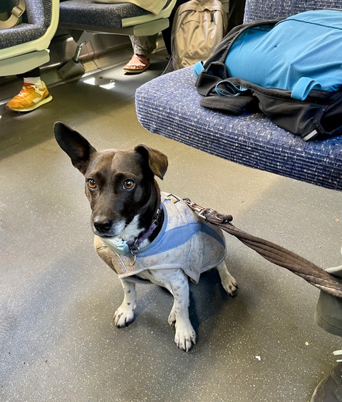 On the 11:58 from Brighton to Balcombe