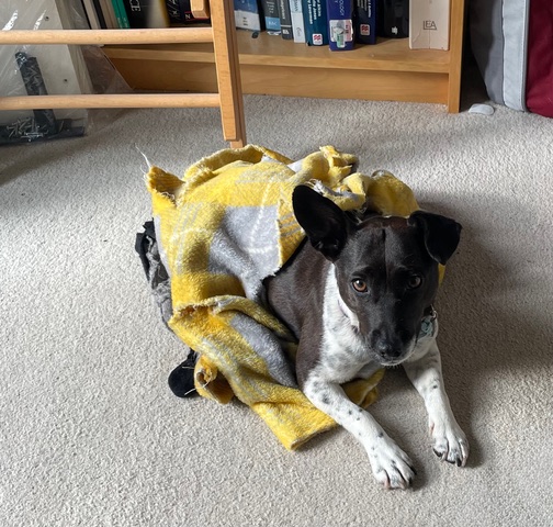 I’ve chewed a hole in my blanket and now I’m wearing it