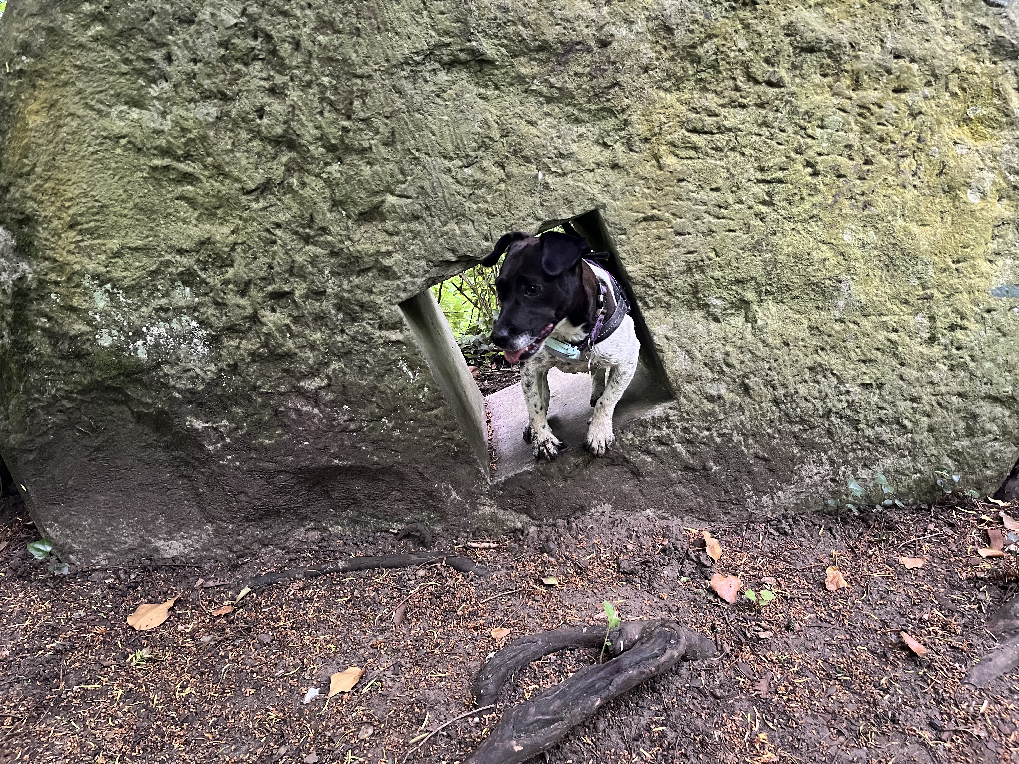 Peeking out through the hole in a millstone