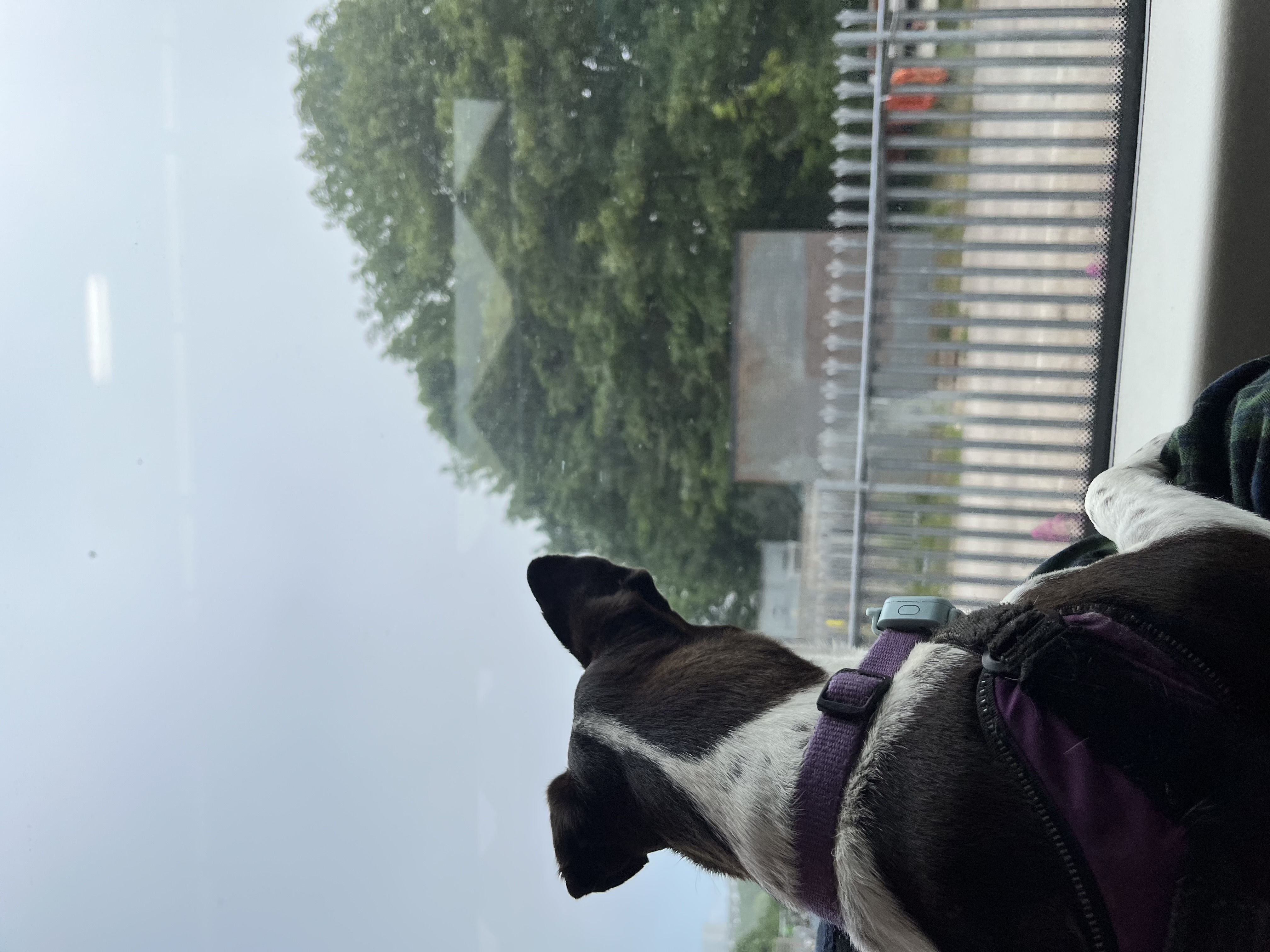 Looking out of a train window hoping to spot wildlife