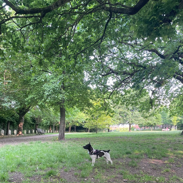 Watching things in the trees