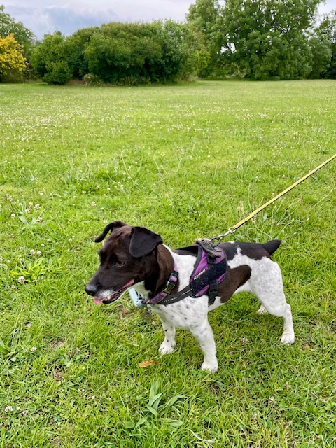 On the backup Dogs Trust lead