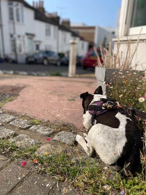 keeping a eye on the street