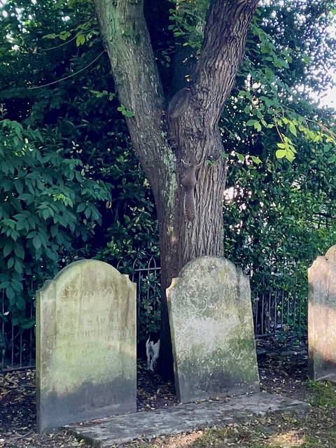 I’m looking behind the tree for a squirrel