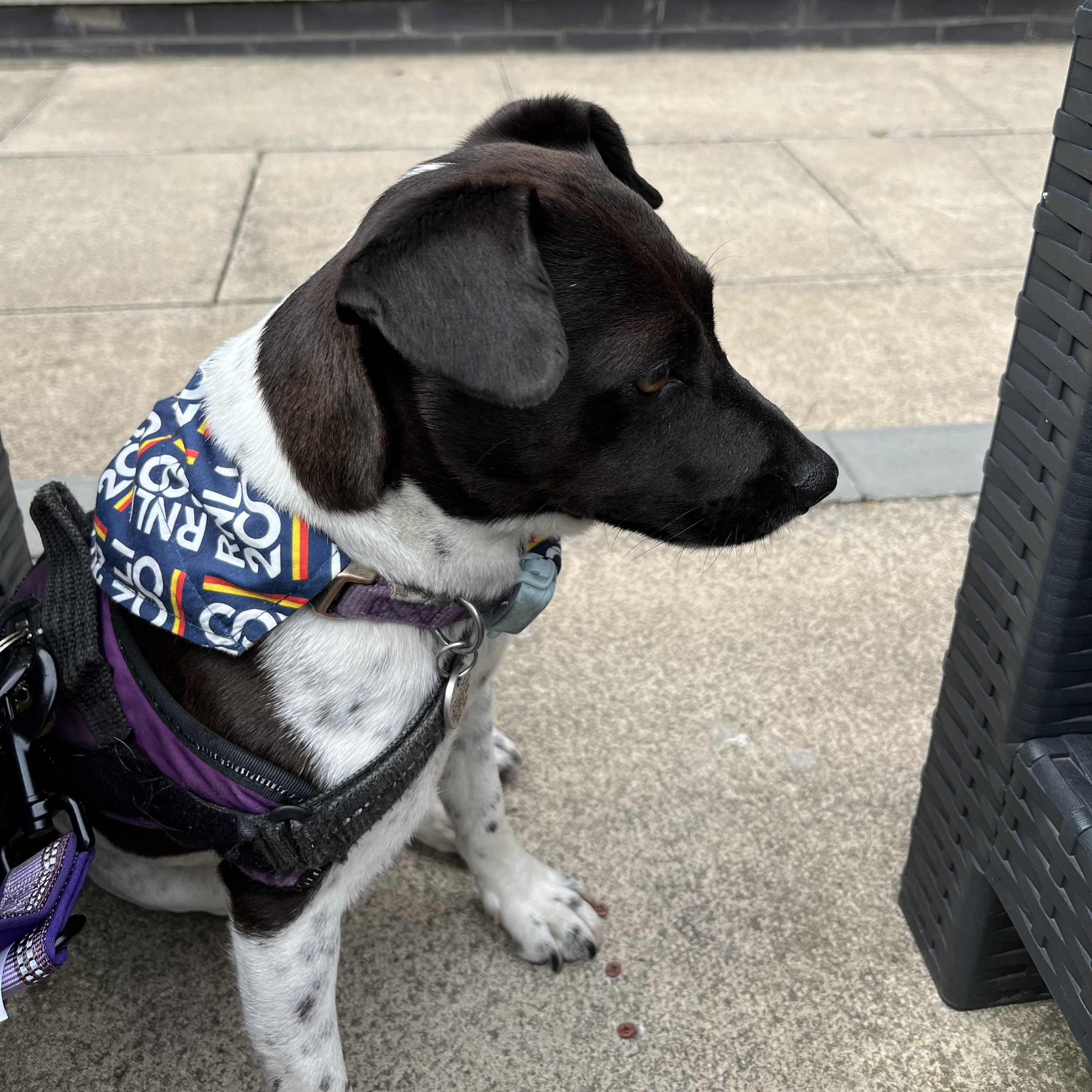 My unmet friend Emily bought me an RNLI bandana 🥰