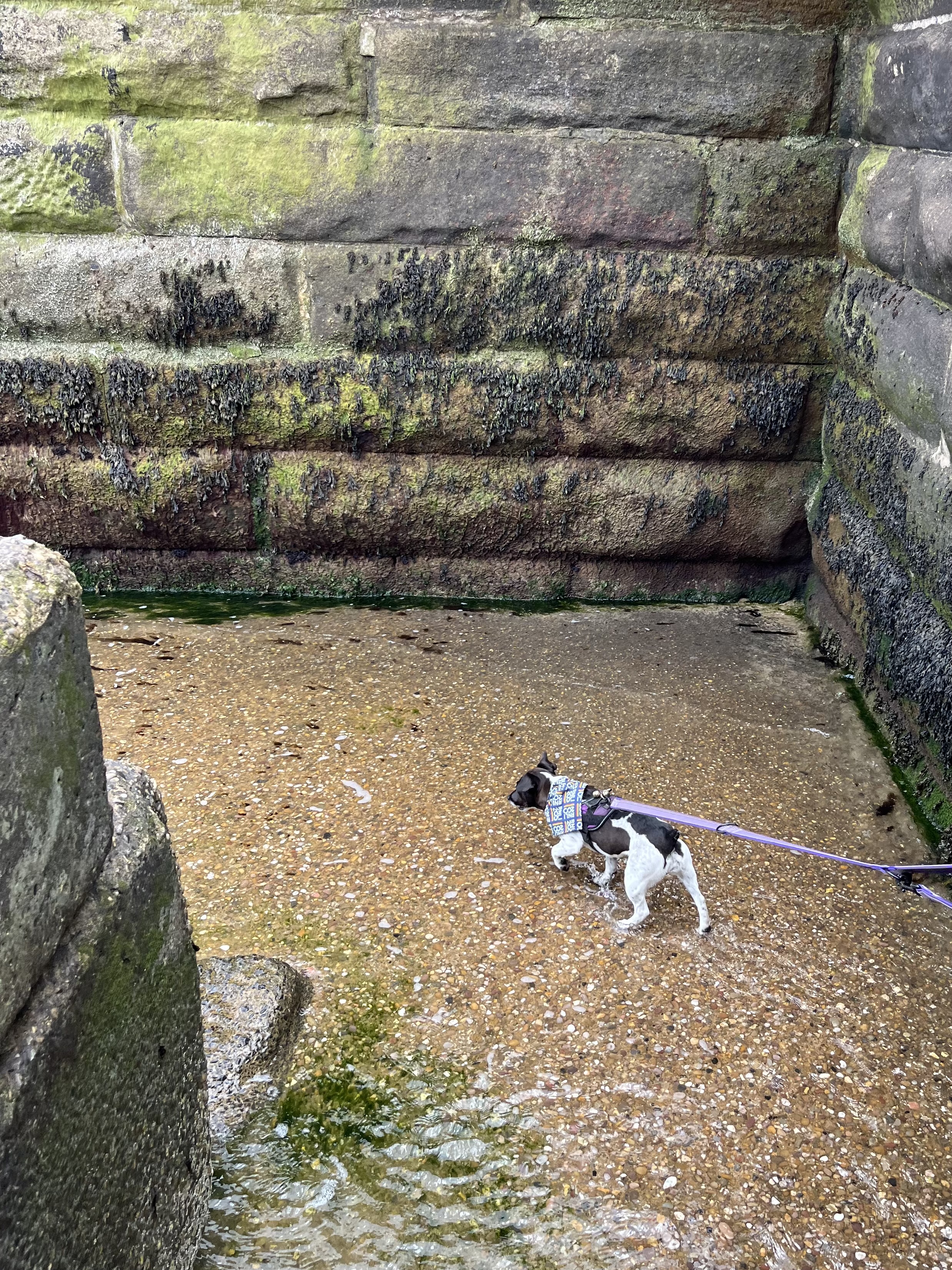 Exploring the sea water at the bottom of the stairs