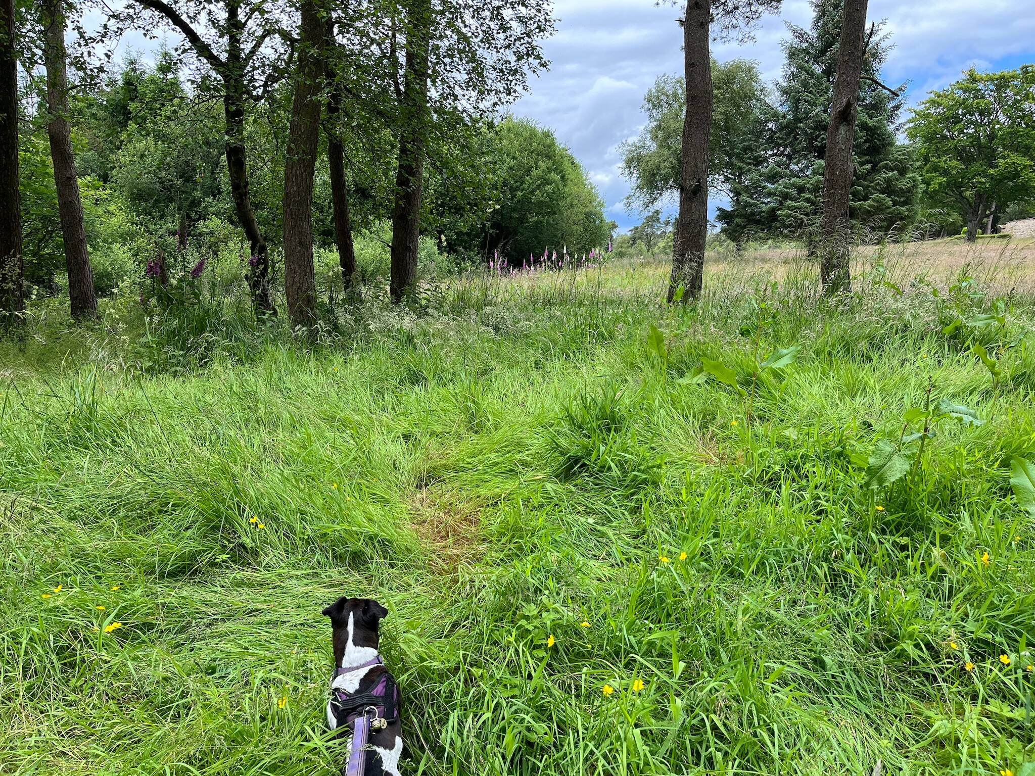 Exploring Cropton Forest