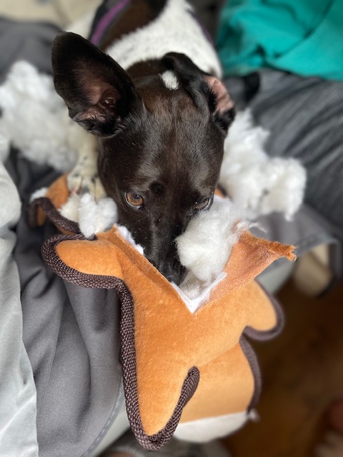 Toy destroyed. Now resting in the remains