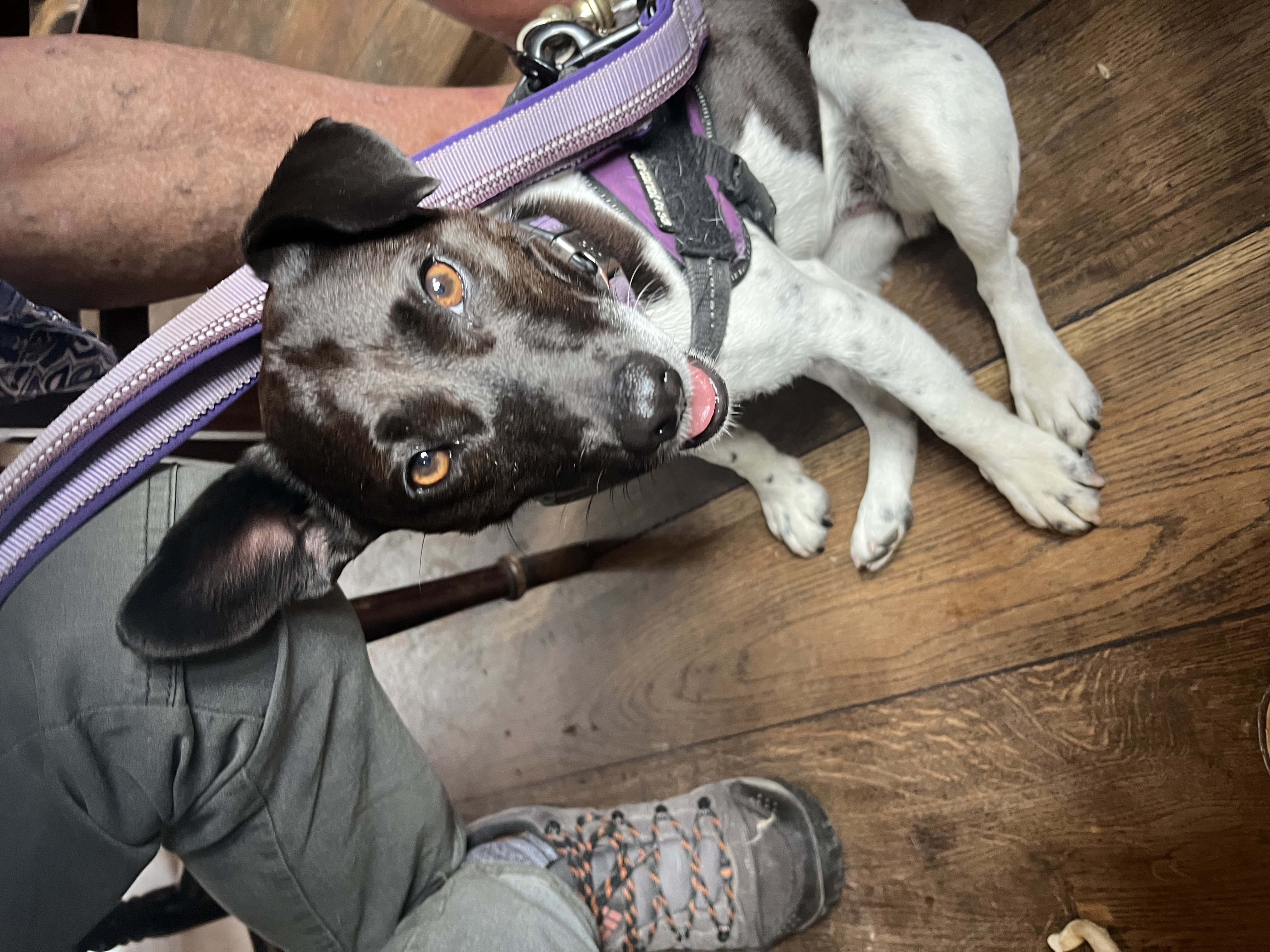 Being a good girl at The Plough, Fulford