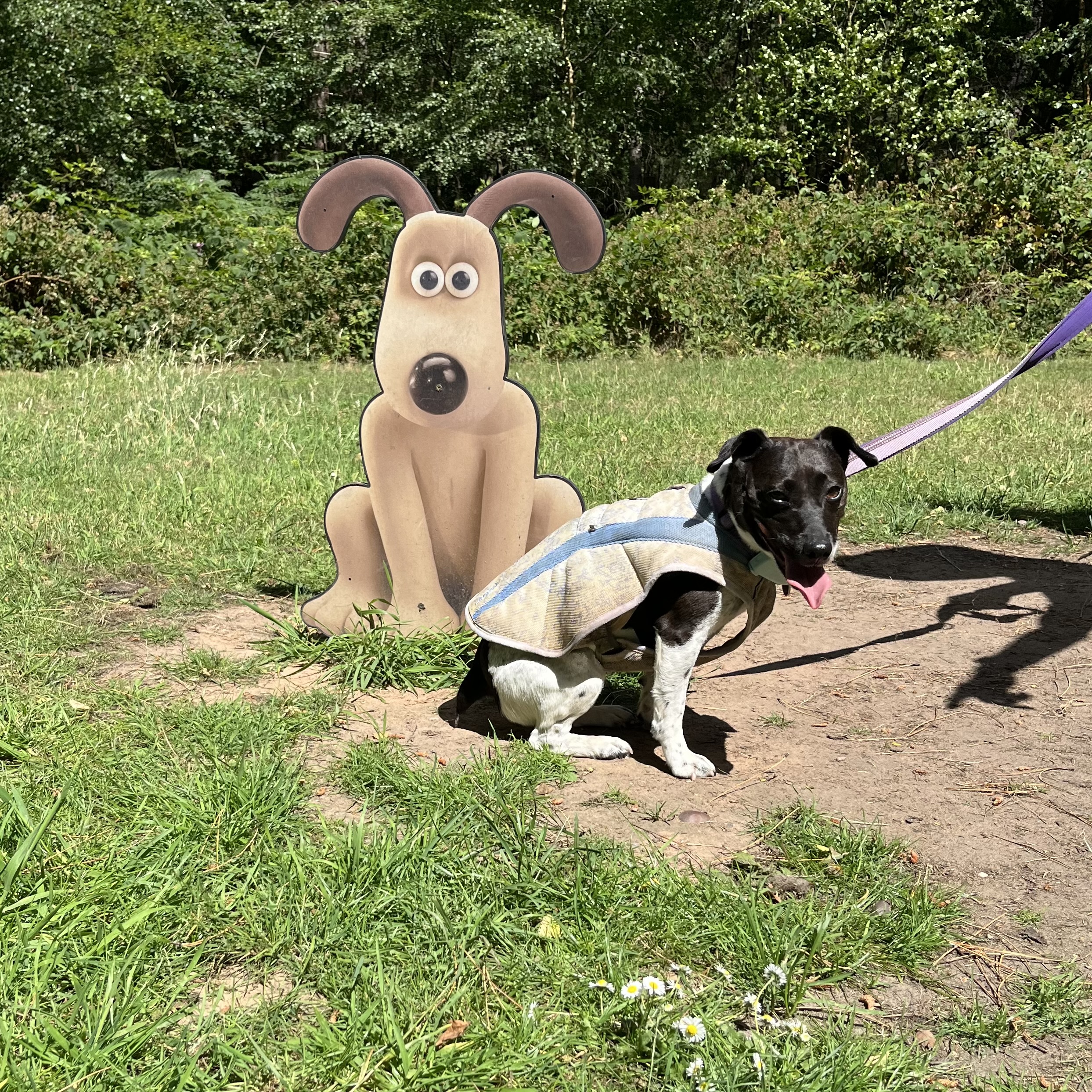 My female human thinks my ears behave a bit like Gromit’s sometimes