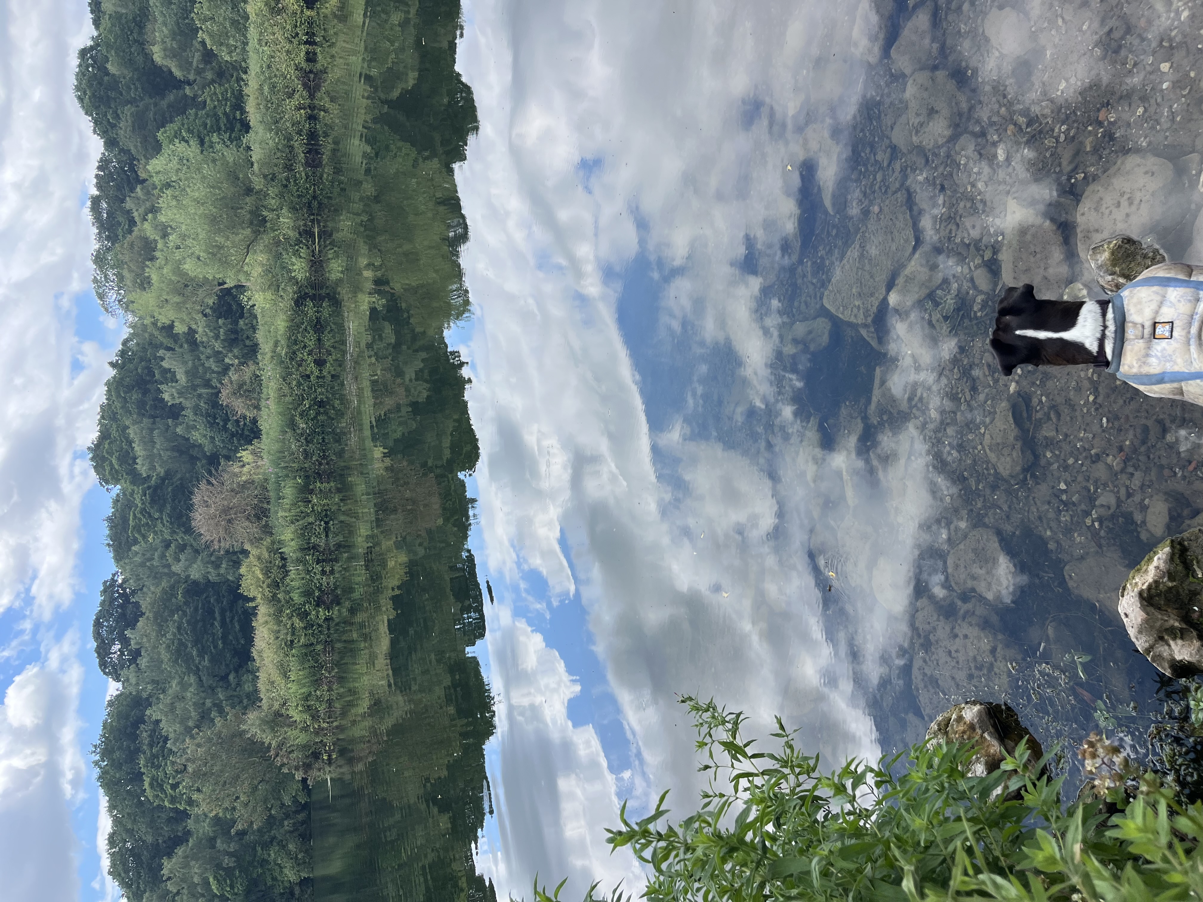 Looking for ducks, swans, geese