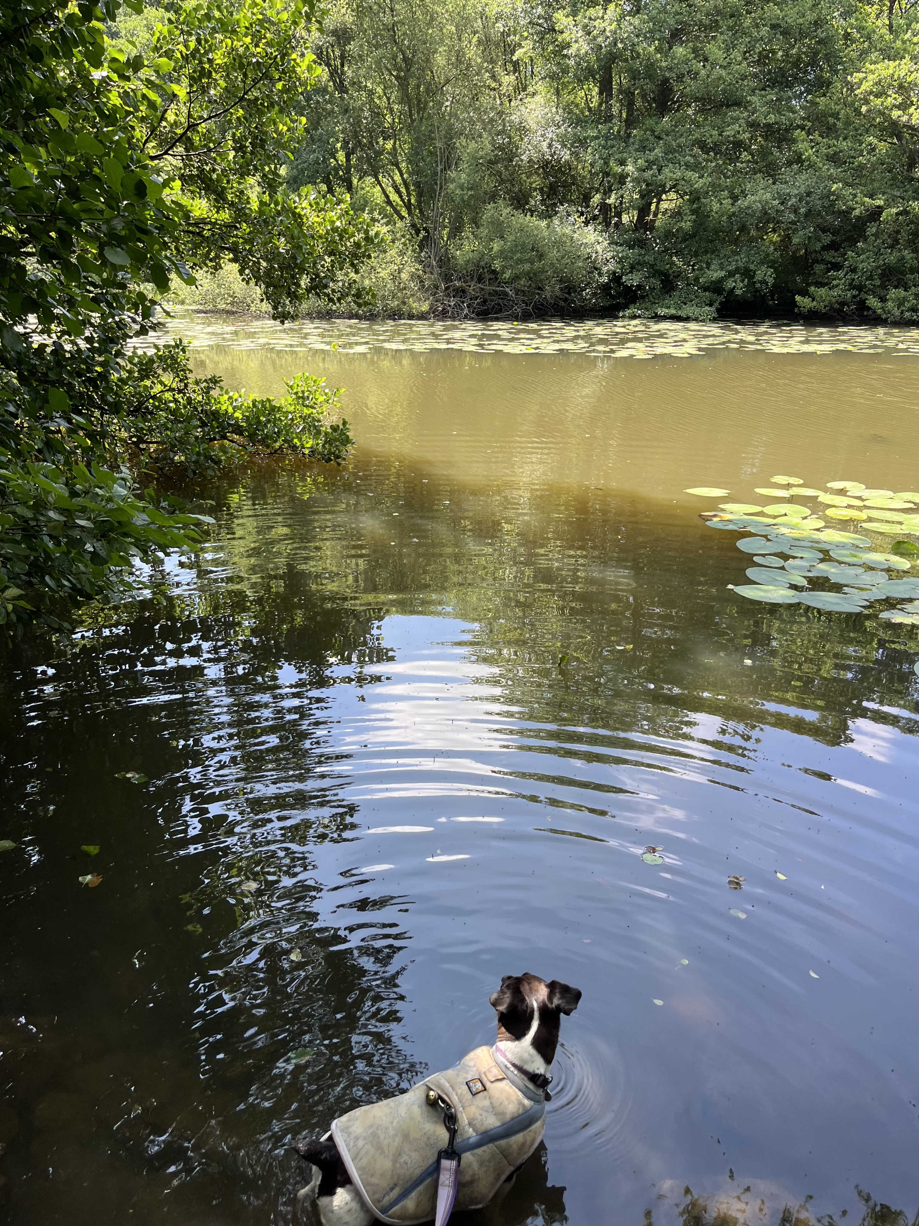 Cooling off in Betty’s Pond at Calke Abbey