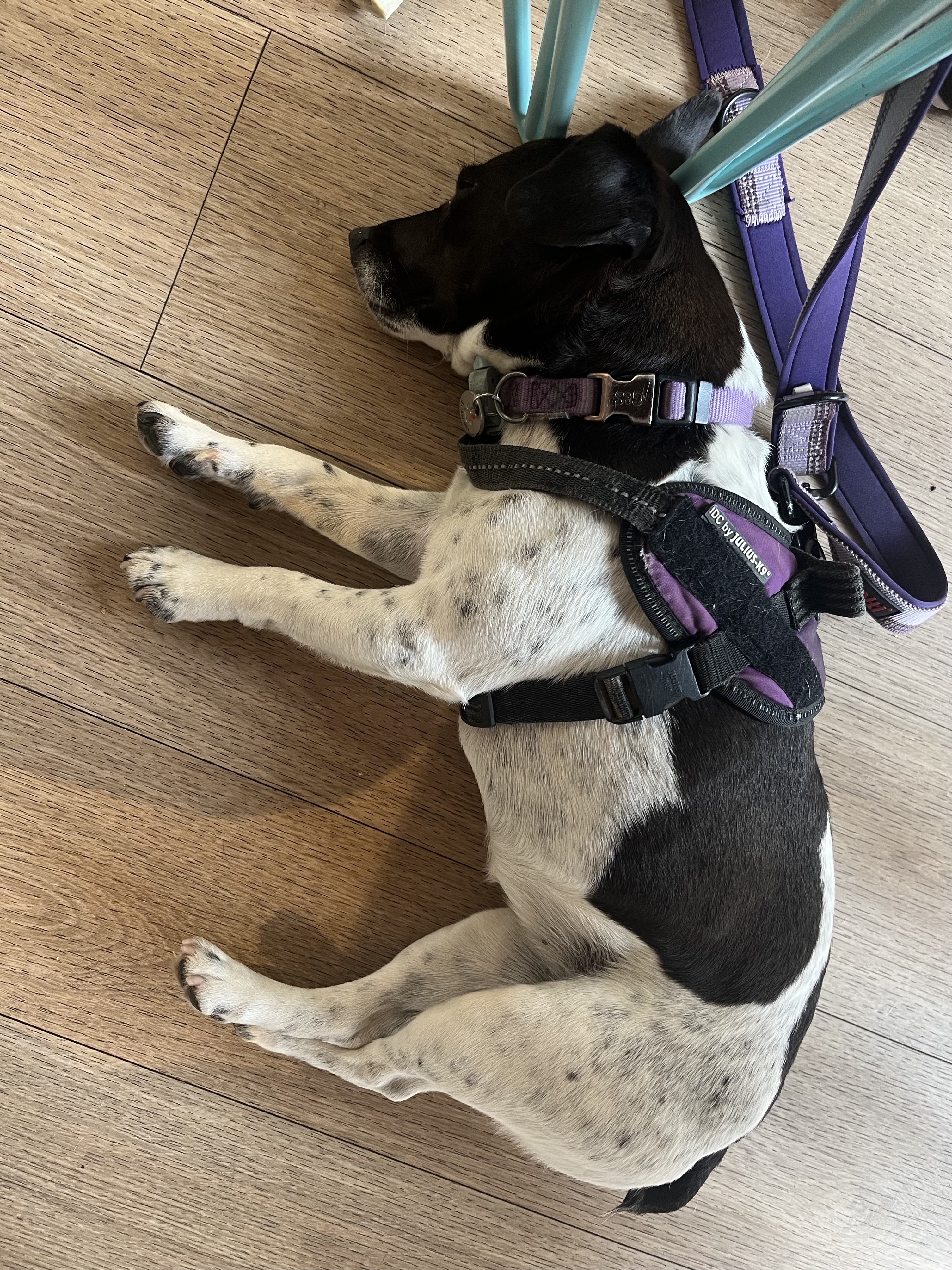 I went to a work meeting at the Flour Pot in Fiveways with my female human today. It was exhausting!