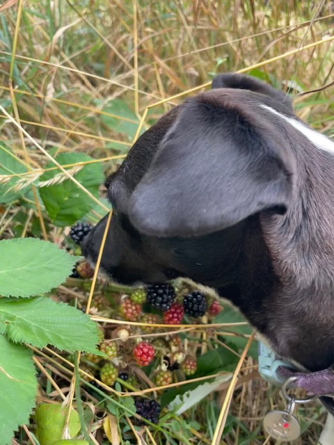 Foraging for blackberries