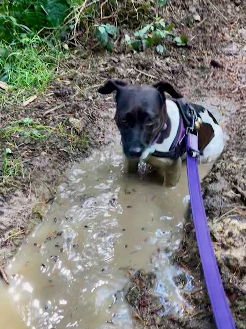 Cooling my belly in a muddy channel