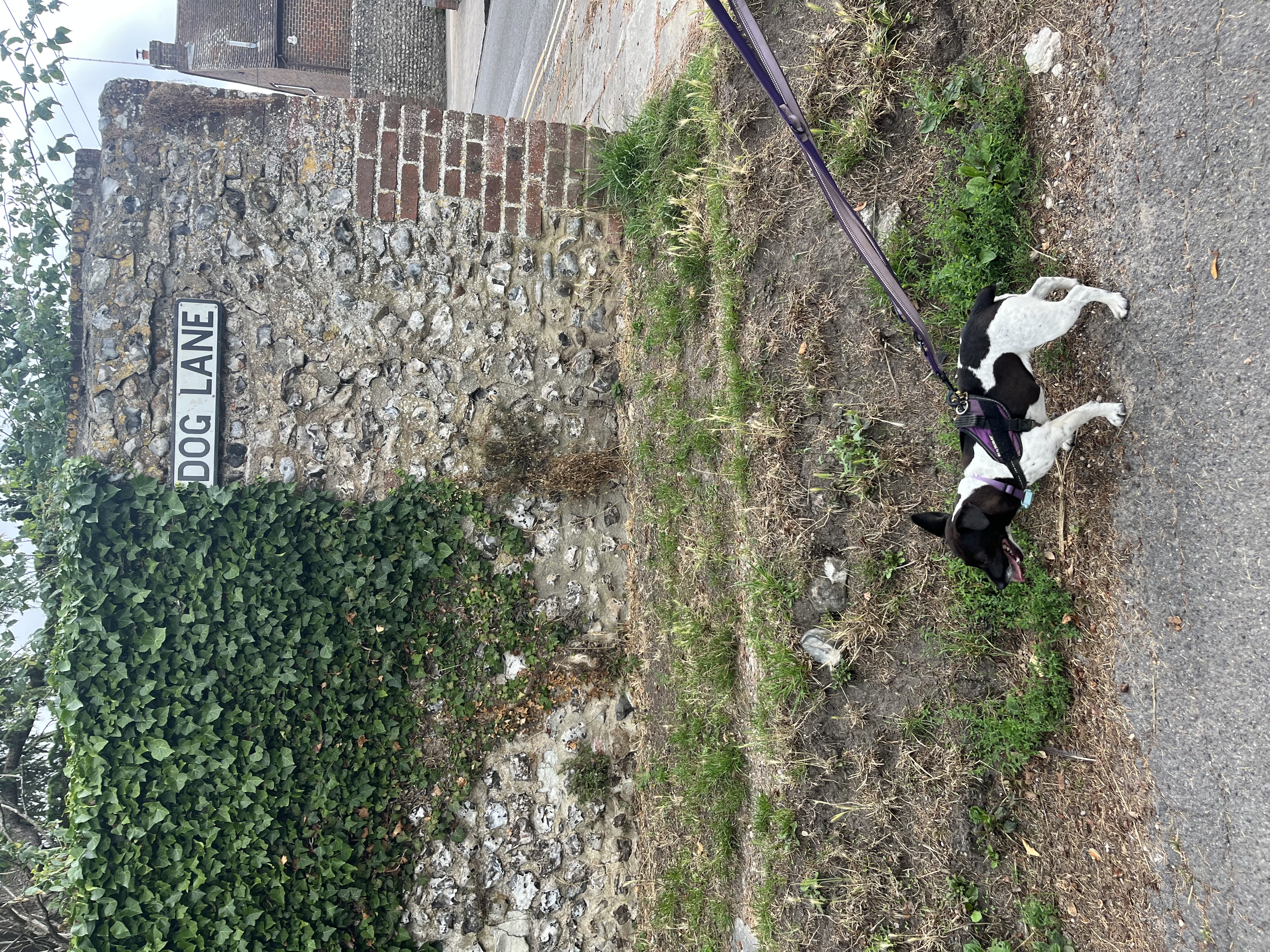 I was keen to explore Dog Lane today