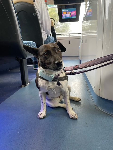 I weigh 7.4kg (vet scales) and got the No 1 bus home