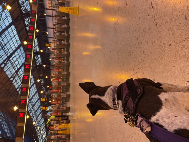 Went to meet the female human at the station