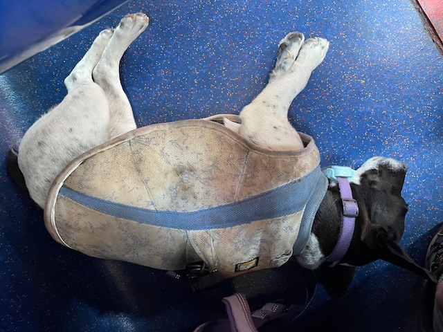 Snoozing on the No 69 from Minnis Bay