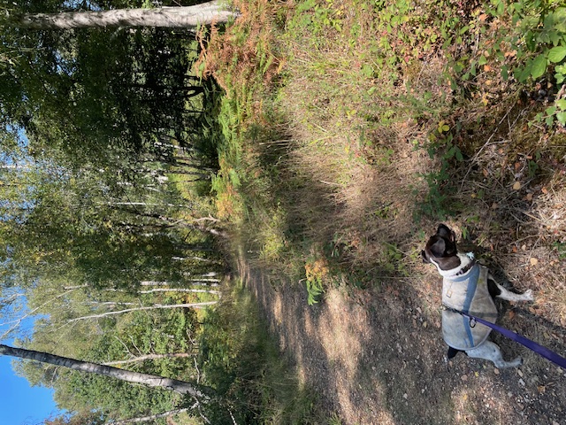 Exploring Burton Park